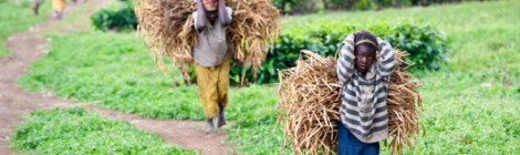 People carrying hay walking along a path.