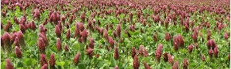 Field of red clover.
