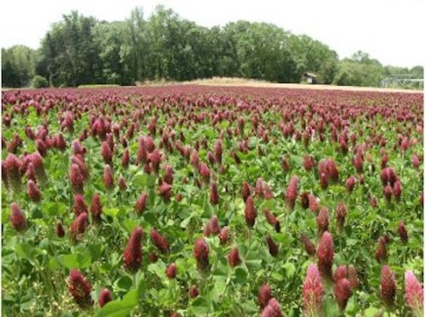 Field of red clover.