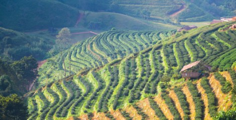 Green farmland on hillside.